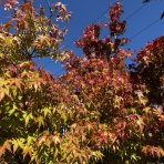 Javor dlaňovitolistý (Acer palmatum) ´KATSURA´, výška 250 cm, obvod kmeňa 30/32cm, kont. C230L 